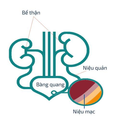 bang-quang.jpg